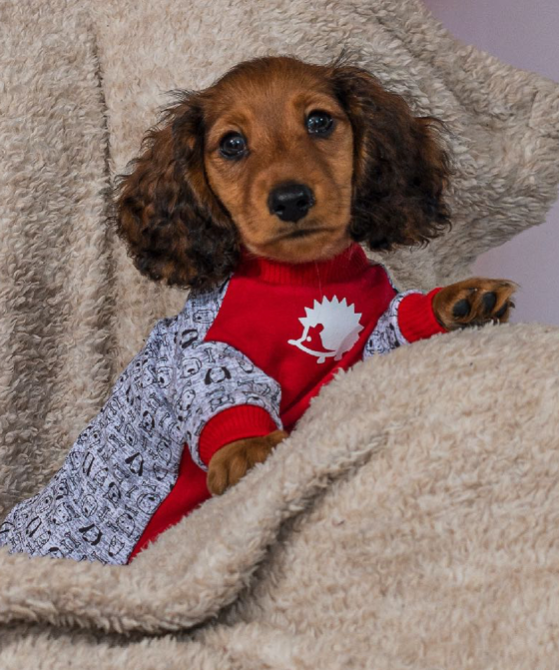 Enterizo puercoespin