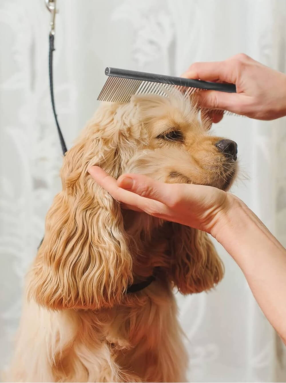 COASTAL Peinilla para Perro Safari - Medium