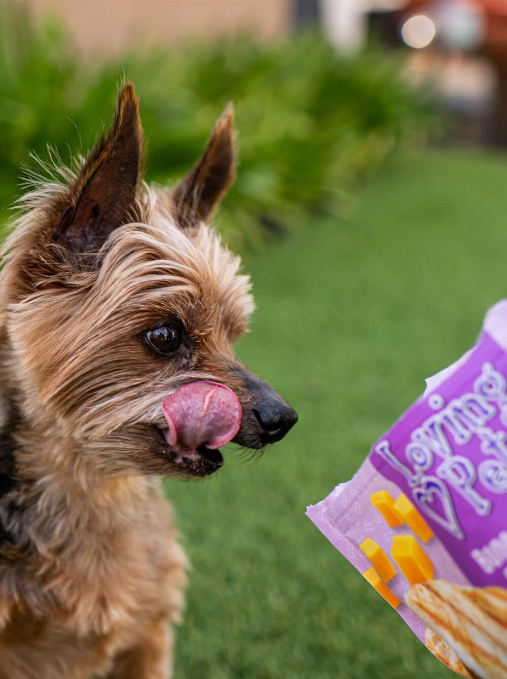 LOVING PETS Snack Jerky para perros - Pollo y Queso - Huesos - 6 oz