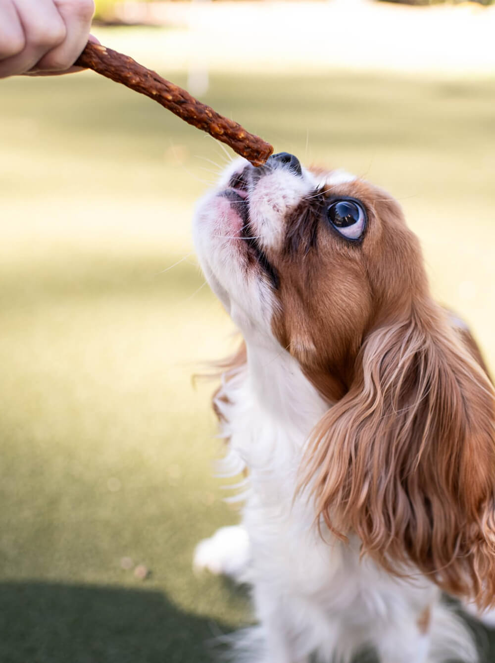 LOVING PETS Snack Jerky para perros - Tocino y Queso - Cabanos - 6 oz