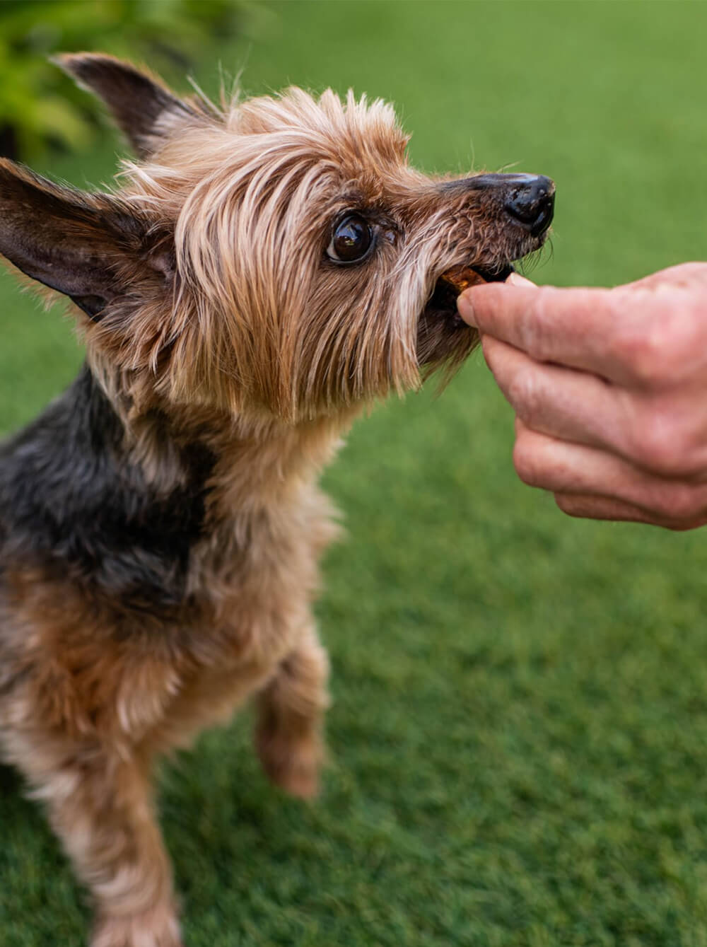 LOVING PETS Snack Jerky para perros - Tocino y Queso - Cabanos - 6 oz