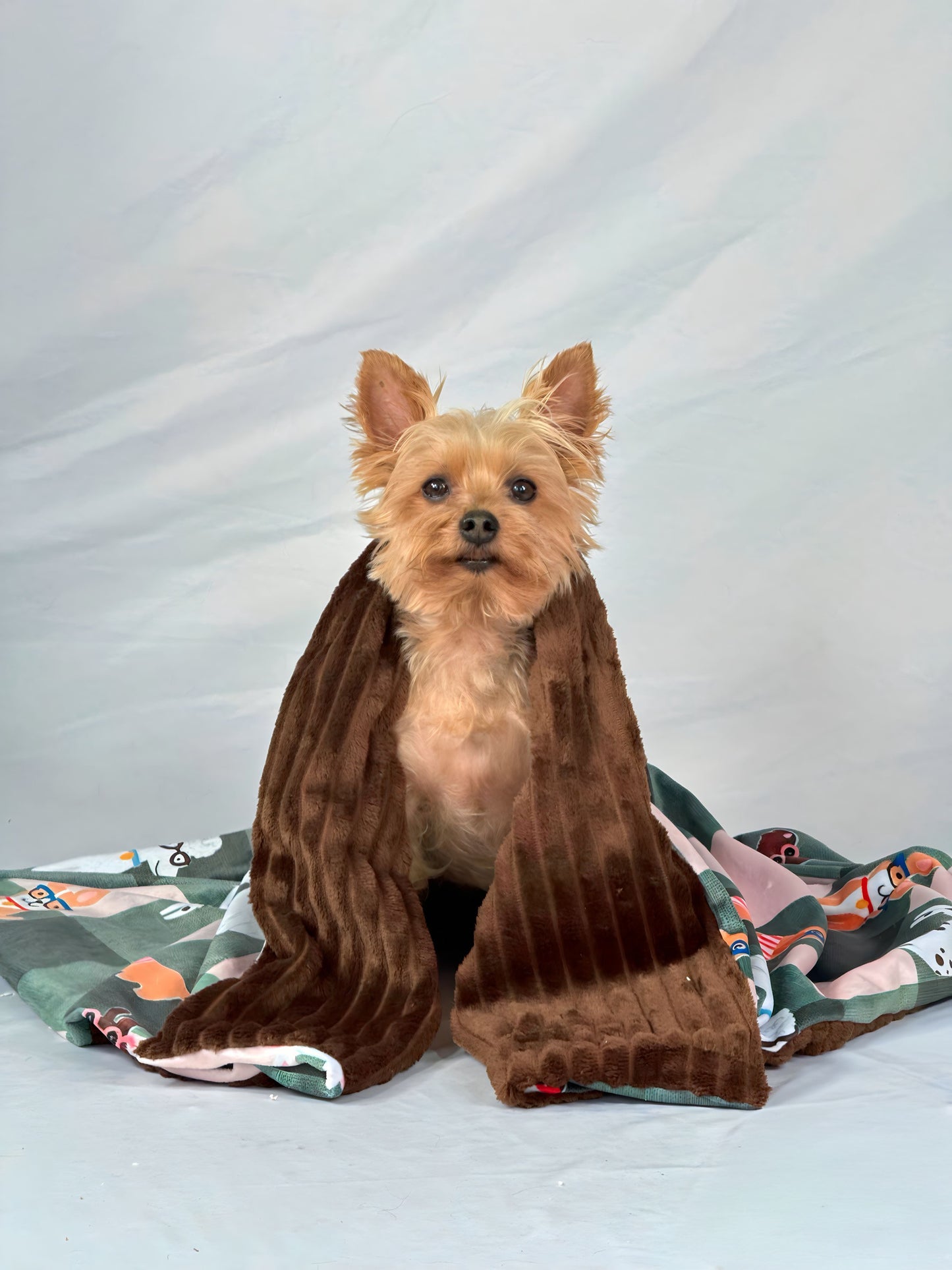 Cobija Canela & Cacao Mini